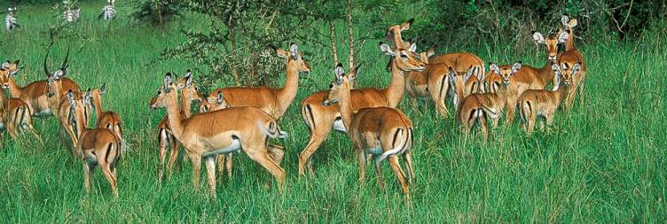 Safari Walk and Game Drive in Lake Mburo National Park