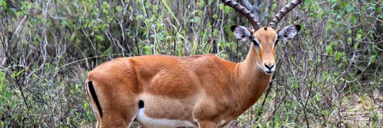 Lake Mburo National Park