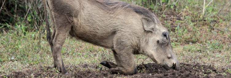 Transfer to Lake Mburo National Park