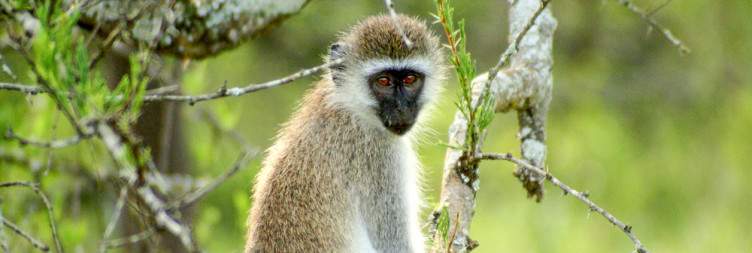 Chimpanzee Trekking – Kalinzu Forest to Lake Mburo NP