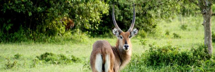 Transfer to Lake Mburo National Park with an Evening Game Drive in the Park
