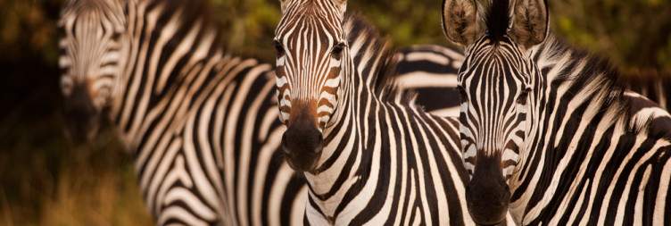 Transfer to Lake Mburo National Park