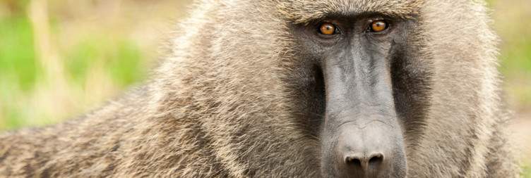 Guided Morning Walking Safari and Transfer to Entebbe International Airport