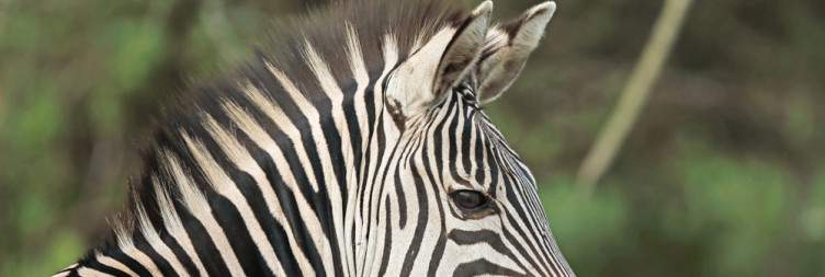 Game drive with a transfer to kalinzu forest