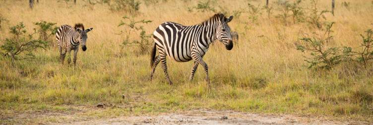 Transfer to Lake Mburo National Park - Afternoon Game Drive