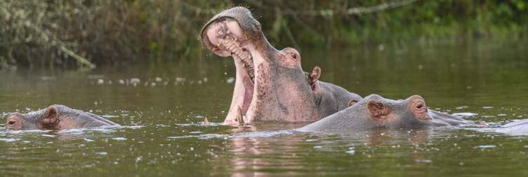 Game drive and boat cruise