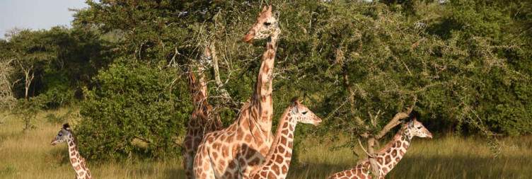 Drive to Lake Mburo National Park