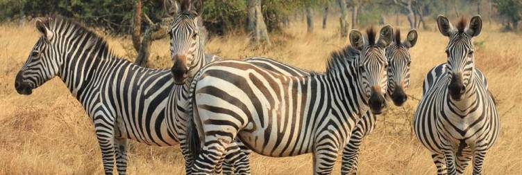 Transfer to Lake Mburo National Park