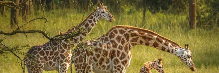 Community immersion in Lake Mburo – Transfer to Entebbe for departure