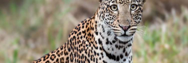 Transfer to Lake Mburo National Park & Evening game drive