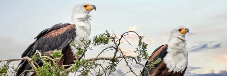 Lake Mburo – Savanna Birding and Transfer to Bwindi