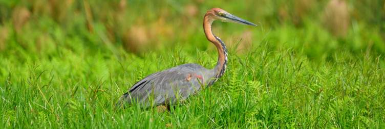 Arrival in Entebbe & Birding in Mabamba Wetland (Shoebill Search)
