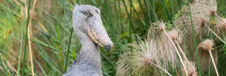 Arrival at Entebbe & Shoebill Adventure at Mabamba Bay Wetland