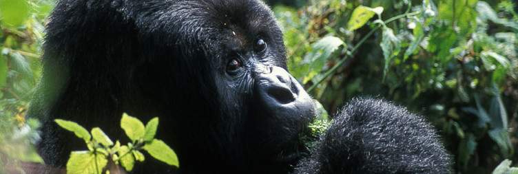 Gorilla trekking mgahinga Uganda