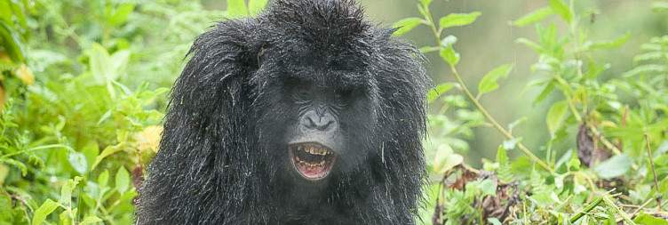 Golden Monkey Trek & Transfer to Uganda