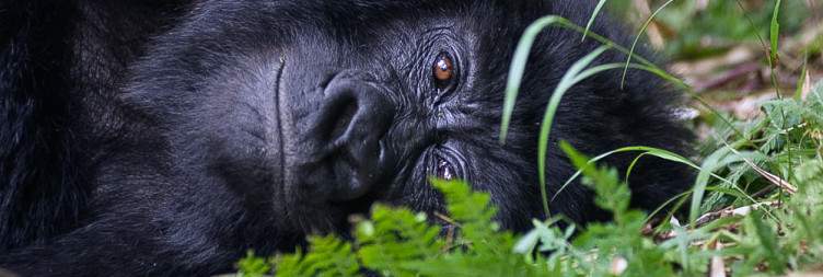 Golden Monkey Trekking & Transfer to Mgahinga Gorilla National Park
