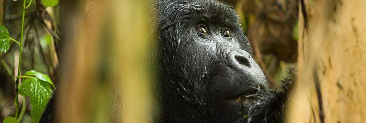 Transfer to Kisoro in Uganda near mgahinga gorilla national park