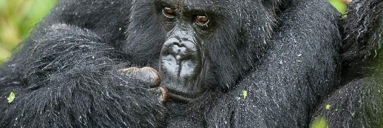 Kigali, Rwanda – Mgahinga Gorilla National Park, Uganda