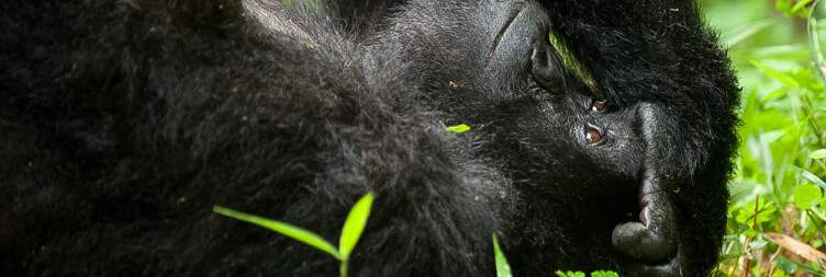 Golden Monkey Tracking