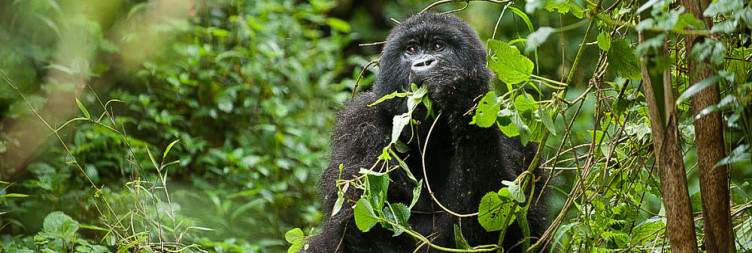 Transfer to Mgahinga Gorilla National Park
