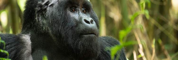 Gorilla Trekking Adventure in Mgahinga National Park