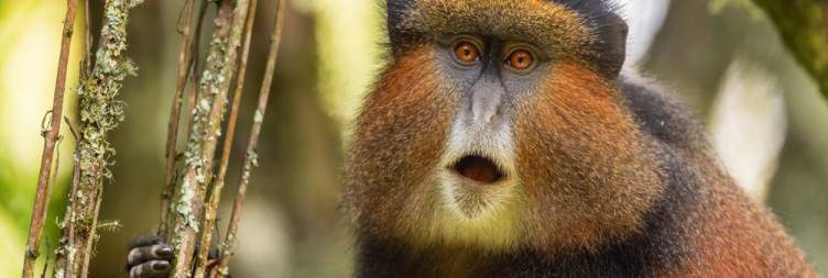 Transfer to Mgahinga Gorilla National Park for Golden Monkey Trekking