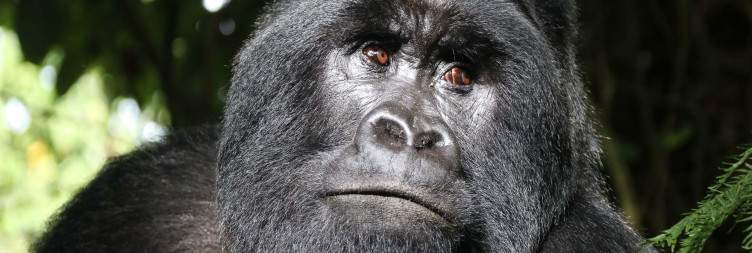 Mgahinga Platform Experience and Transfer to Bwindi Impenetrable Forest