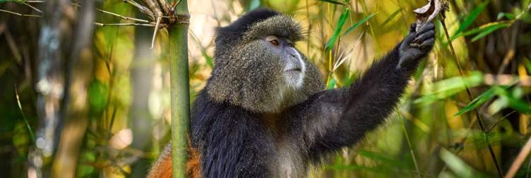 Arrive in Kigali, City tour and transfer to Mgahinga National Park