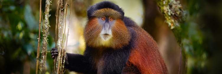 Golden Monkey Tracking in Mgahinga National Park, After Transfer to Kigali for your flight back home