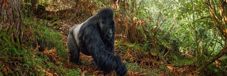 Gorilla Tracking and optional boat cruise on lake Mutanda