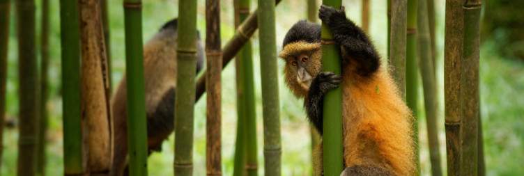 Golden Monkey Trekking and Lake Bunyonyi Experience