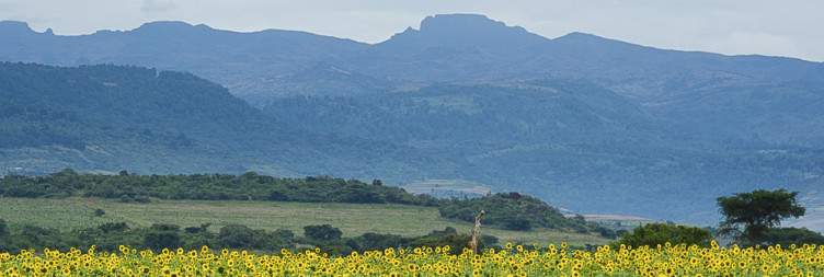 Transfer from Kampala to Mount Elgon National Park