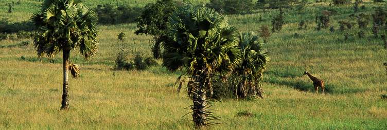 Morning Game Drive and Afternoon Boat Cruise to the Bottom of Murchison Falls National Park