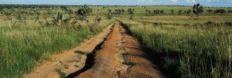 Chimpanzee tracking in Budongo forest and transfer to the nothern part of the national park