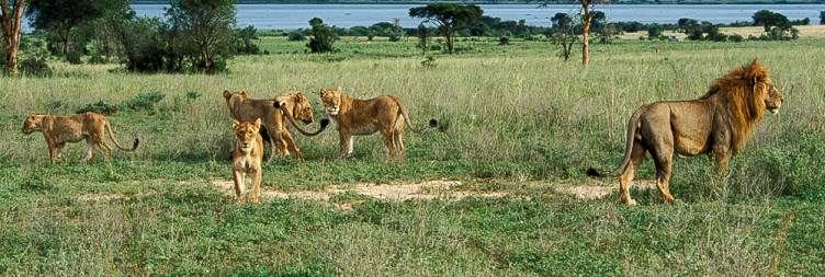 Morning & Evening Game Drives with an afternoon Boat Trip
