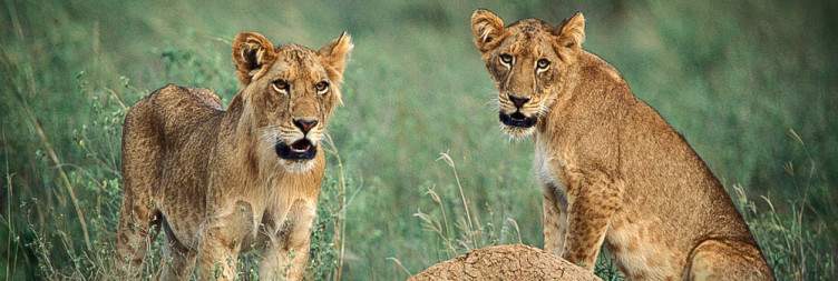 Morning Game Drive and Afternoon Boat Safari on the Nile
