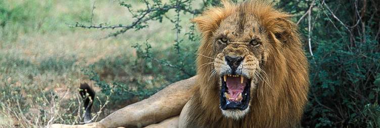 Morning Game Drive & Boat Safari on River Nile