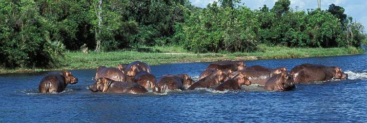 Game Drive and Boat Cruise