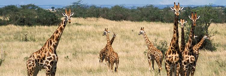 Morning Game Drive and Afternoon Sundowner Boat Safari – Hike to the top of the Falls