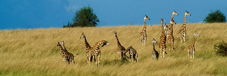 Drive to Murchison Falls NP via the Ziwa Rhino Sanctuary