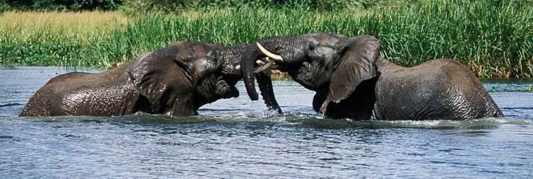 Transfer to Murchison Falls National Park