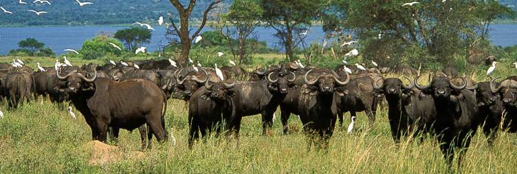 Transfer from Lira to Murchison falls national park