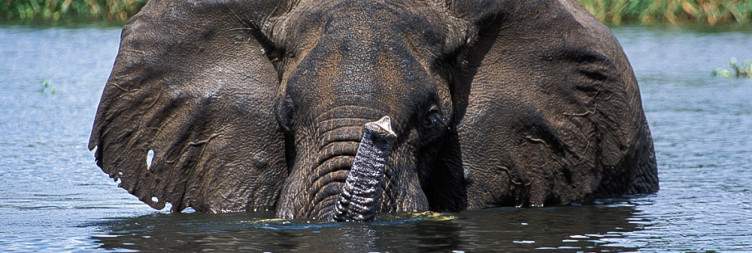 Transfer from Kampala to Murchison Falls National Park