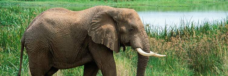 Transfer to Murchison Falls National Park & Afternoon Game Drive