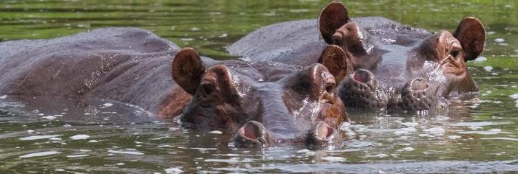 Morning Game Drive & Afternoon Boat Cruise