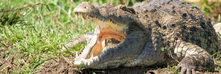 Transfer to Murchison Falls National Park