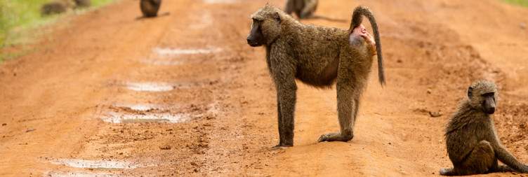 Pick up & Transfer to Murchison Falls National Park