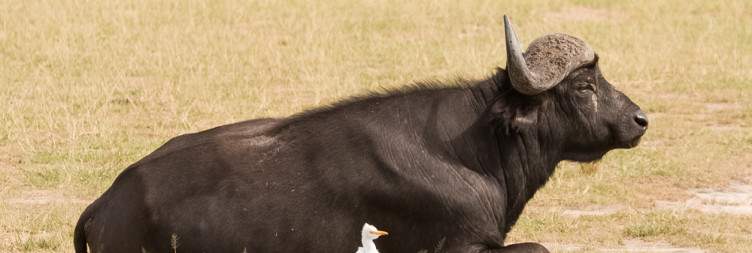 Transfer to Murchison Falls National Park
