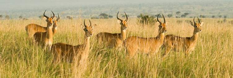 Game drive and boat cruise
