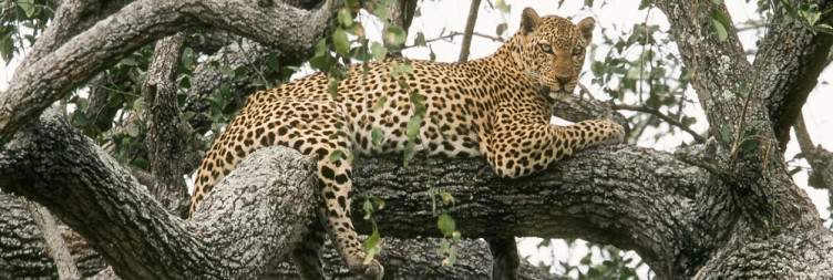 Game drive and boat ride on the river delta